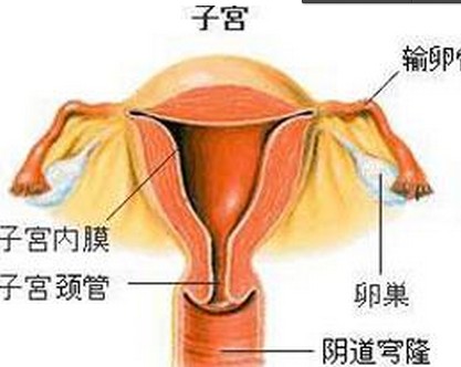 子宫内部图.jpg